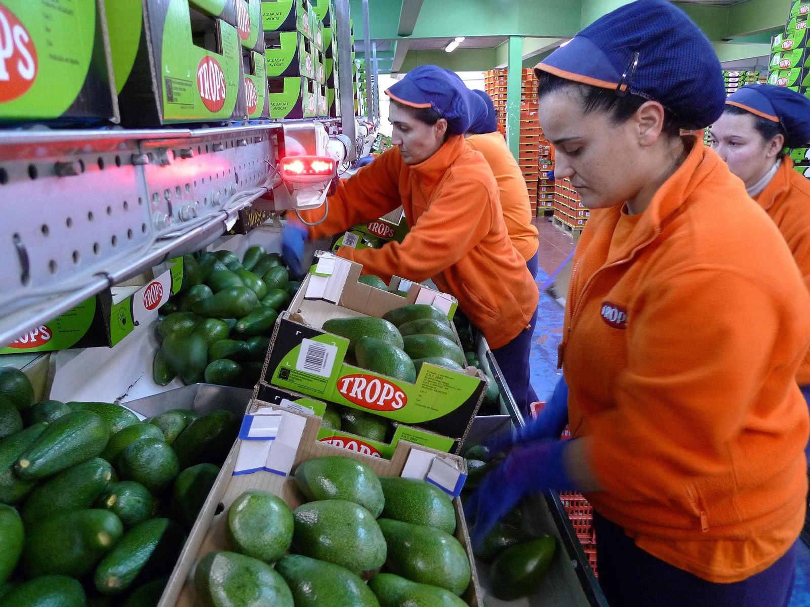 Trabajadoras de Trops manipulando aguacates