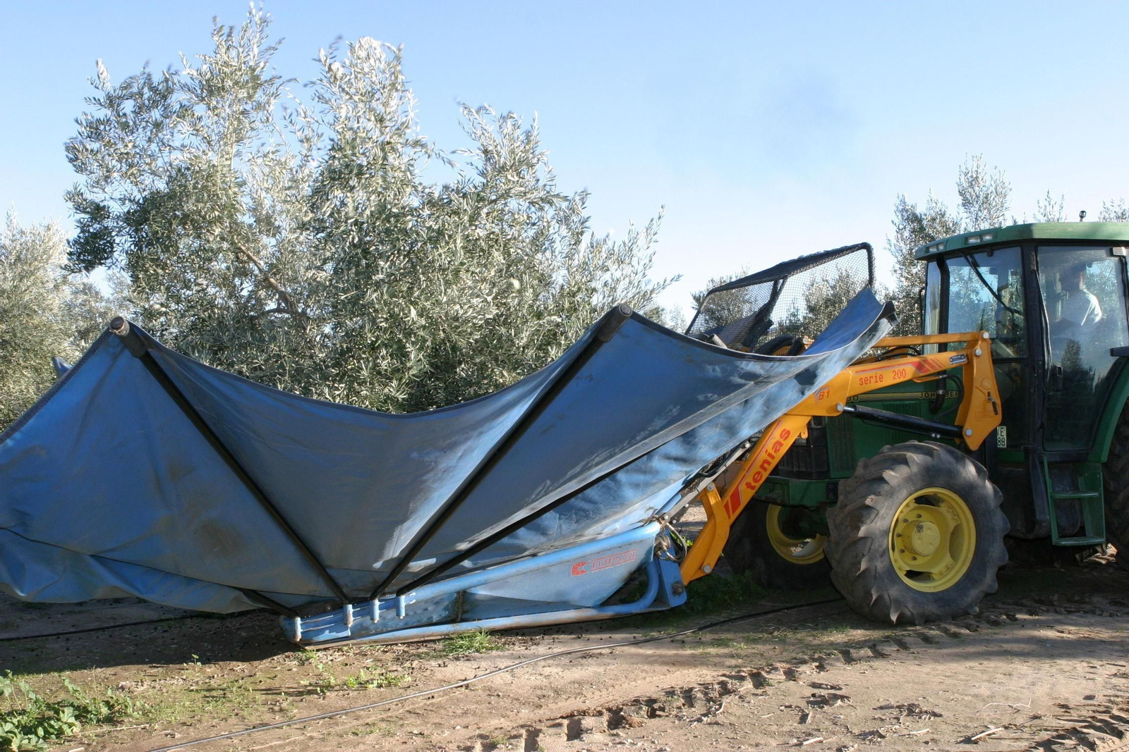Recogida de aceitunas con paraguas.