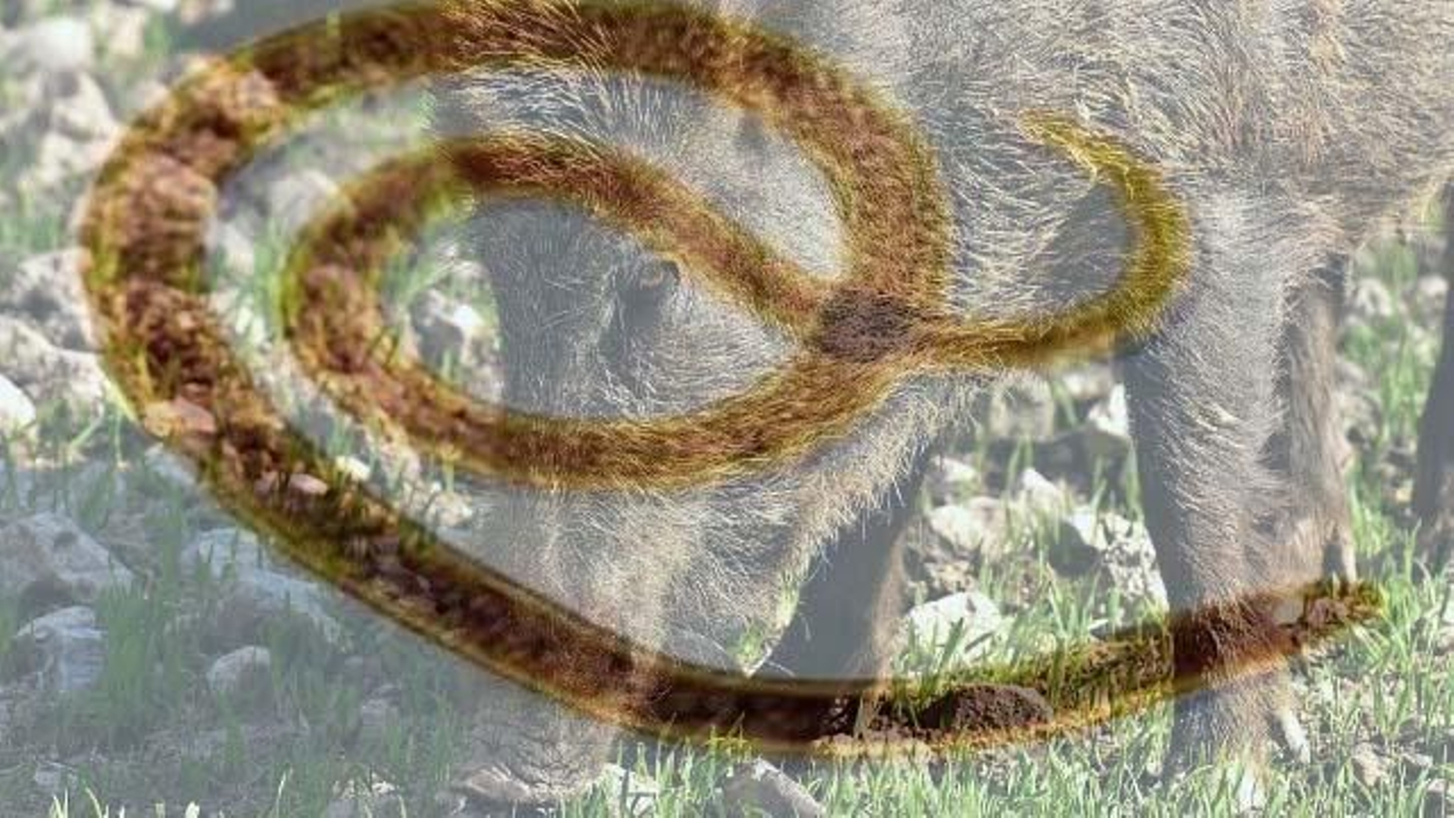 Triquinosis: síntomas, causas y posible prevención de la enfermedad