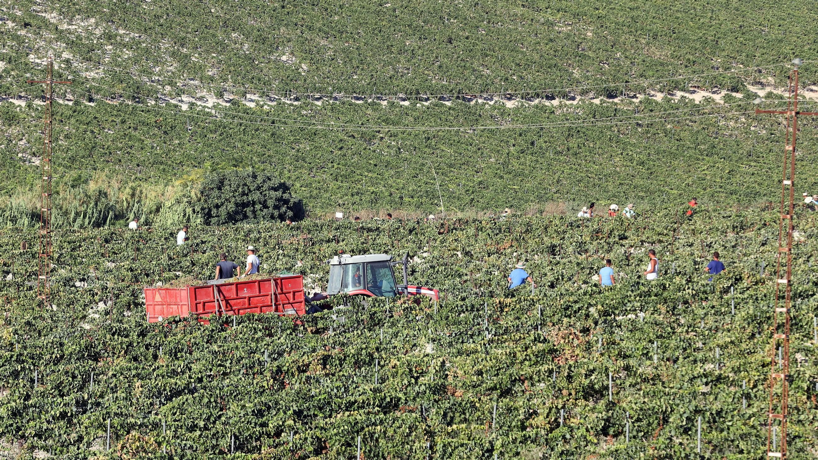 Vendimia a mano en la Viña El Caribe en Jerez