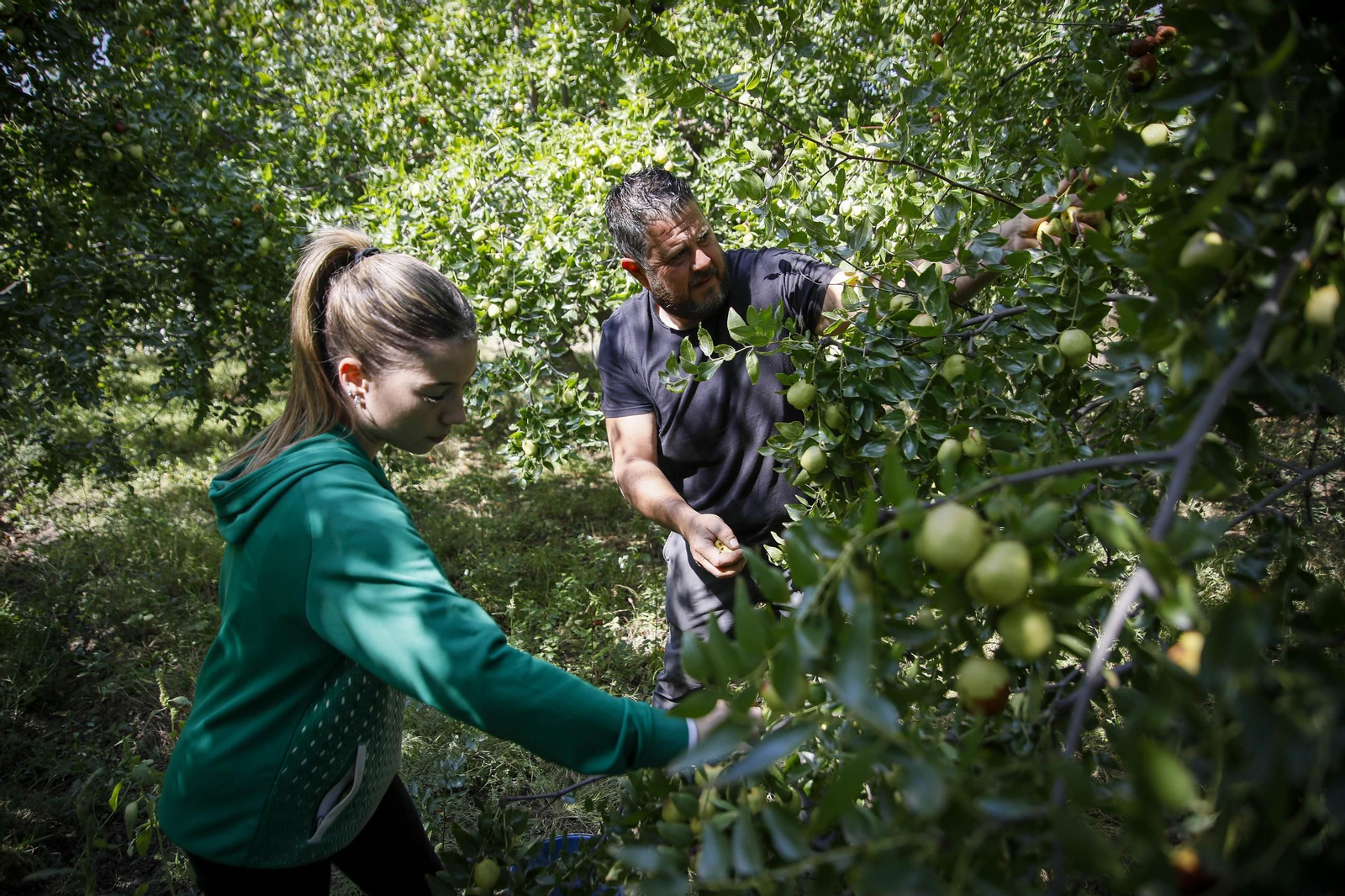 Imágenes del cultivo de azufaifas en Abrucena