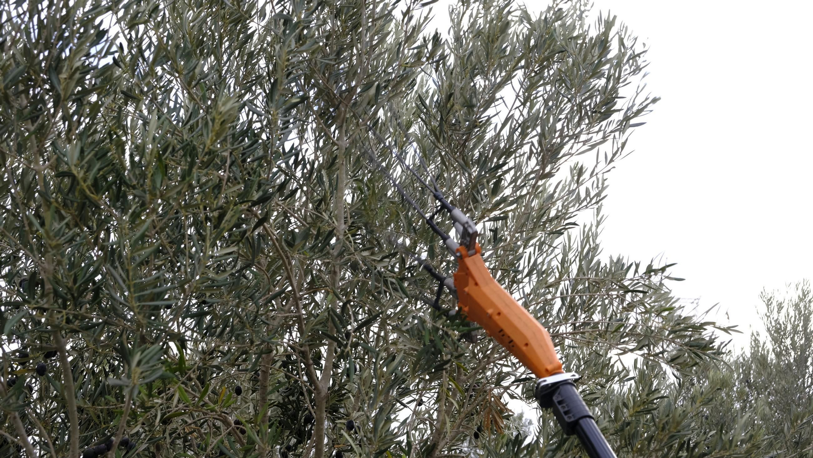 Época de recogida de aceitunas, en imágenes