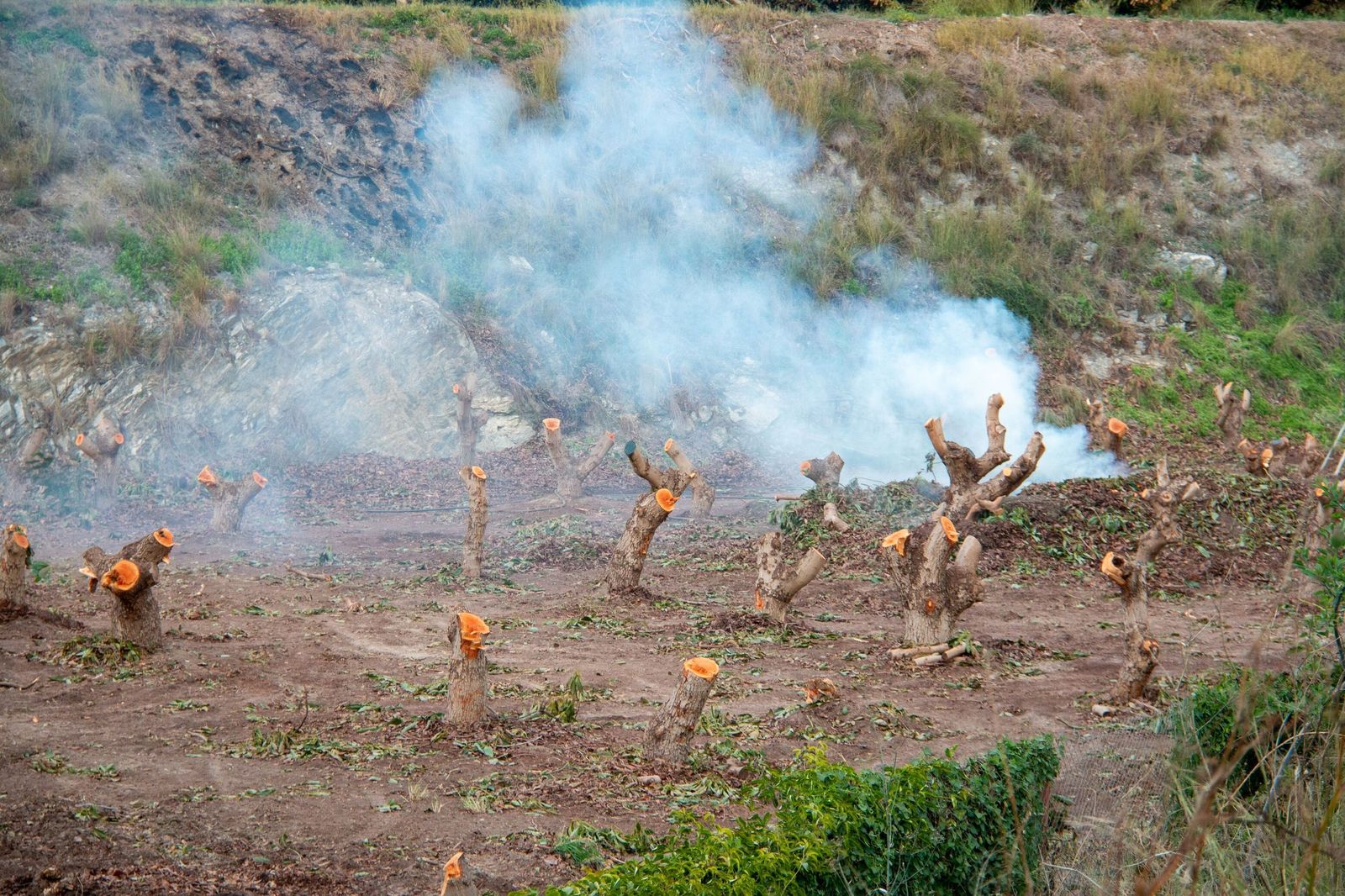 Quema de árboles afectados por el escarabajo de la ambrosía en la Costa