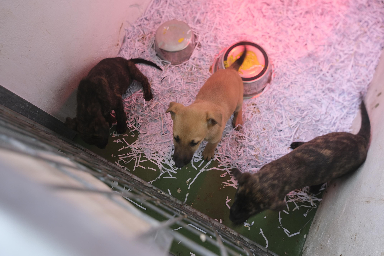 Un paseo por el Centro de Salud y Bienestar Animal de Córdoba, en imágenes