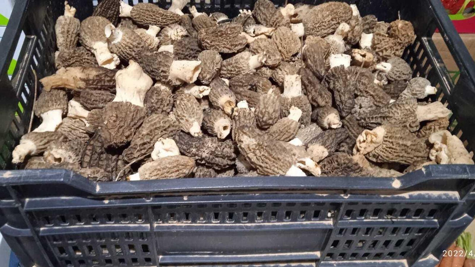 Colmenillas de Sierra Bermeja en el almacén de Demonte, en Castellar.