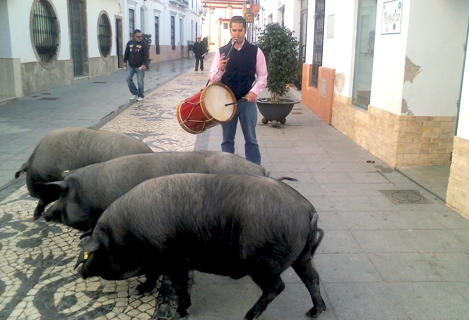Los Cochinos del Santo