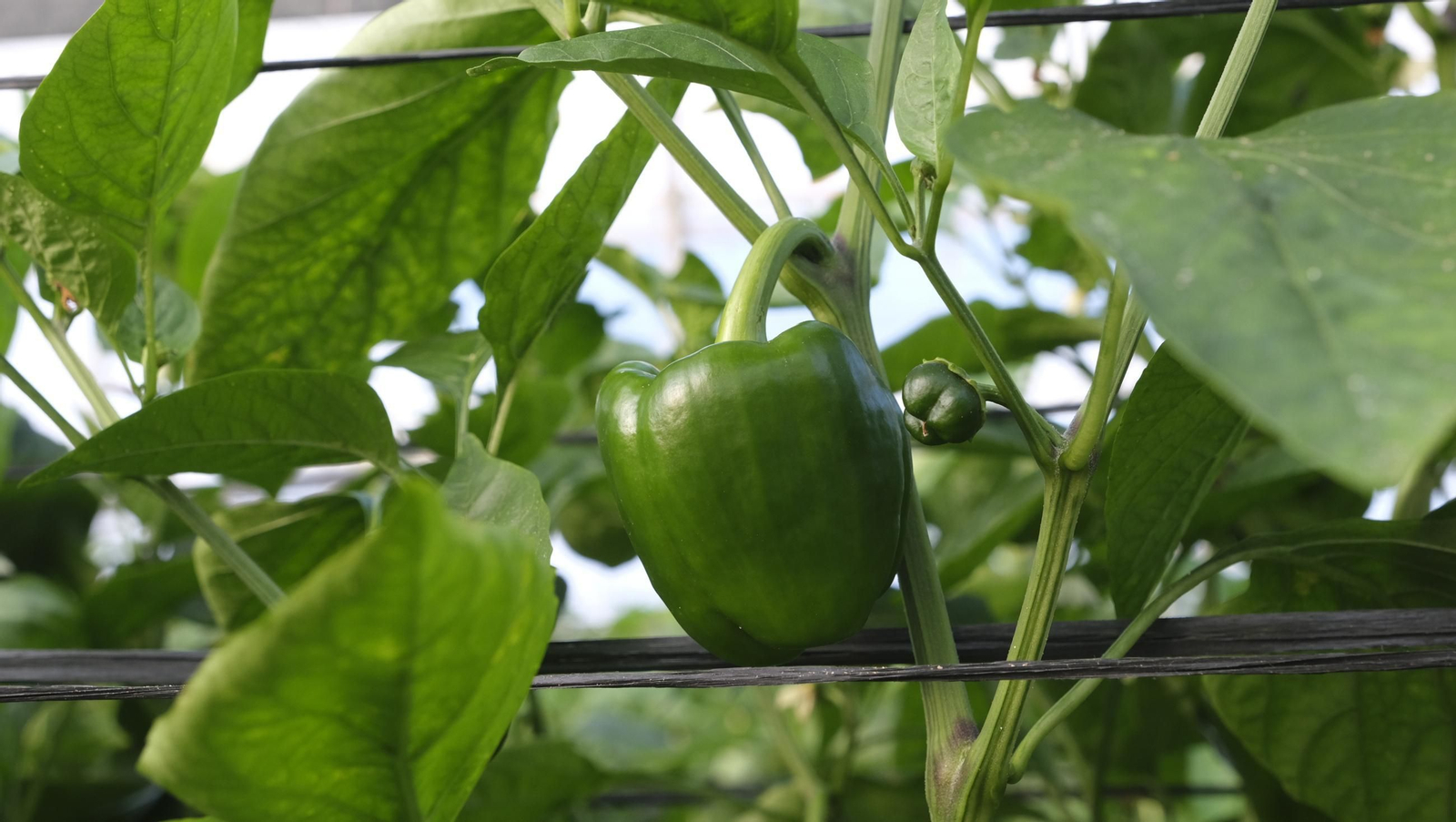 Jornada de puertas abiertas en la Estación Experimental Cajamar Las Palmerillas, en fotos