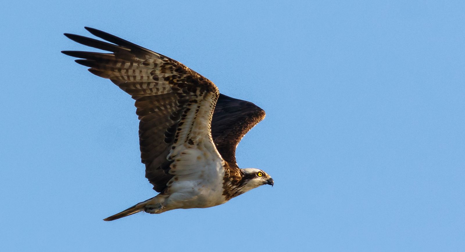 Un águila pescadora, fotografiada en pleno vuelo.
