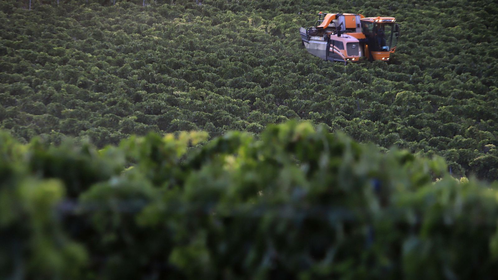 Comienza la vendimia nocturna en la Viña Montegilillo de Lustau