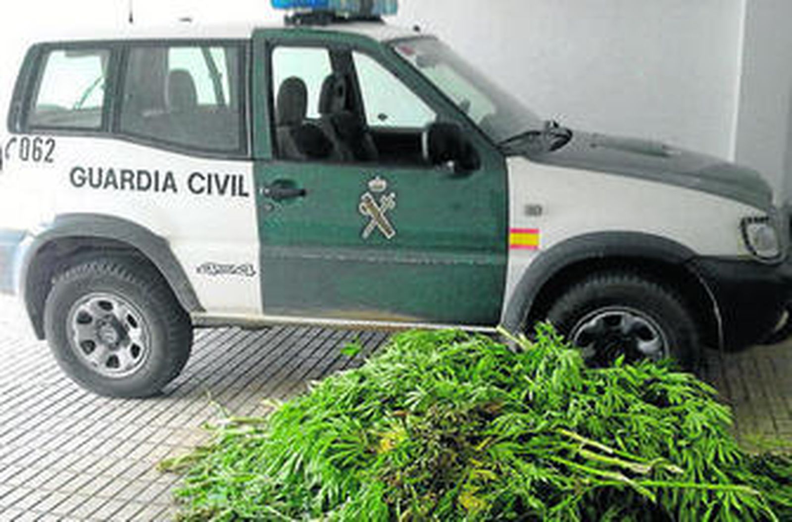 Las plantas de marihuana intervenidas en la operación.