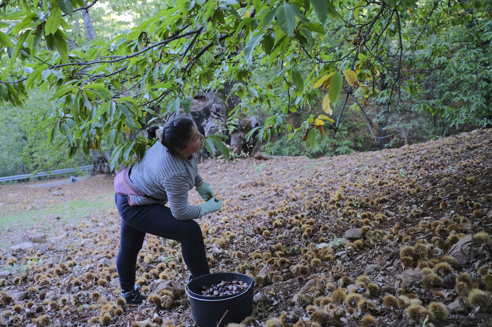 Cuadrillas en la recogida de castañas en el Valle del Genal