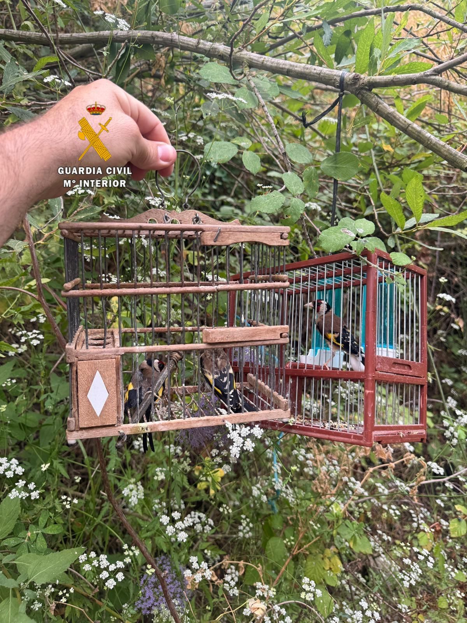 Las aves vivas que encontraron los agentes de la Guardia Civil.