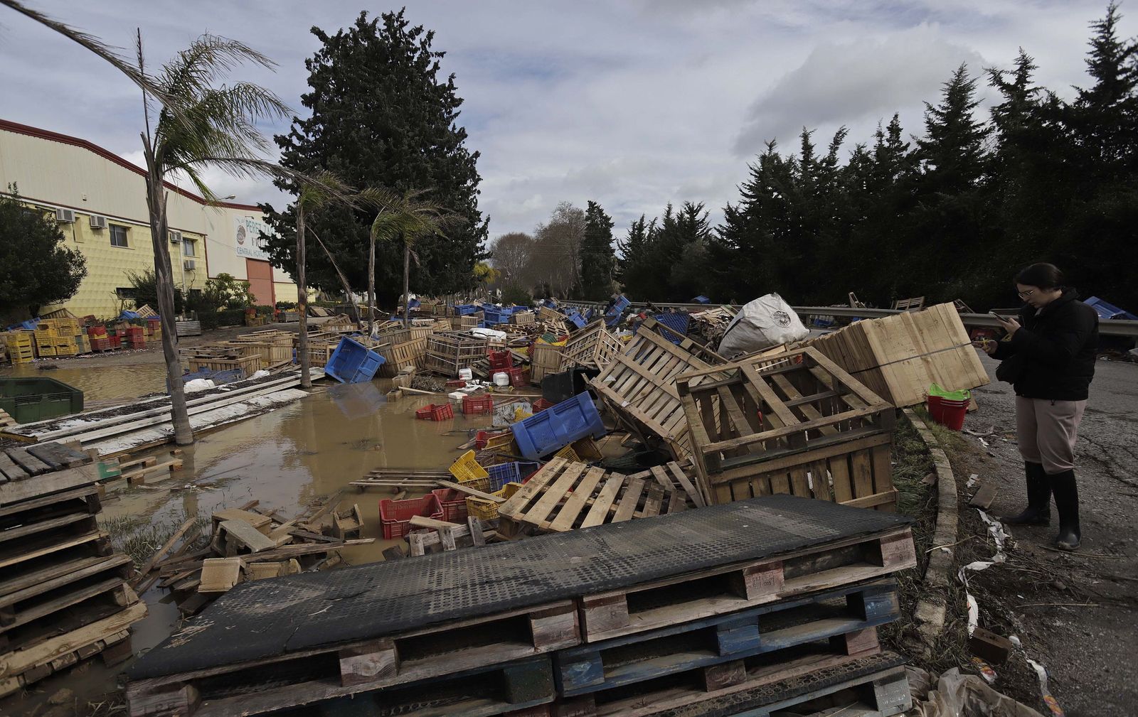 En la provincia de Cádiz las pérdidas se cifran en unos 519 millones de euros, con especial incidencia en el Campo de Gibraltar declarada zona catastrófica por el Consejo de Ministros. Estado en que quedó la Sociedad Cooperativa Andaluza del Campo del Tesorillo tras las borrascas que azotaron el municipio.