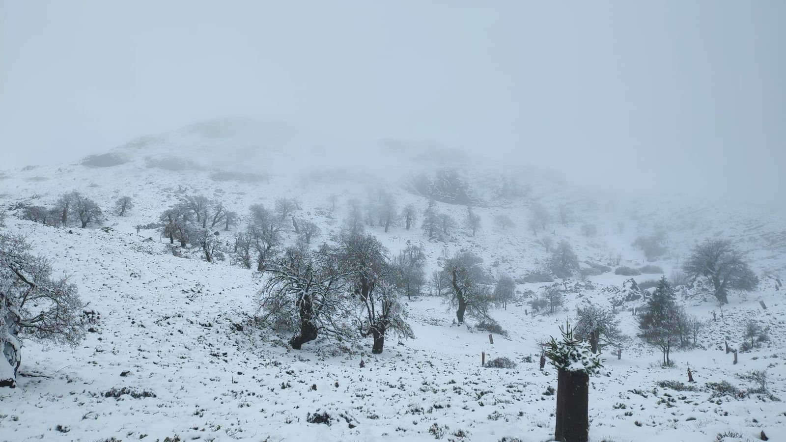Quejigos de alta montaña