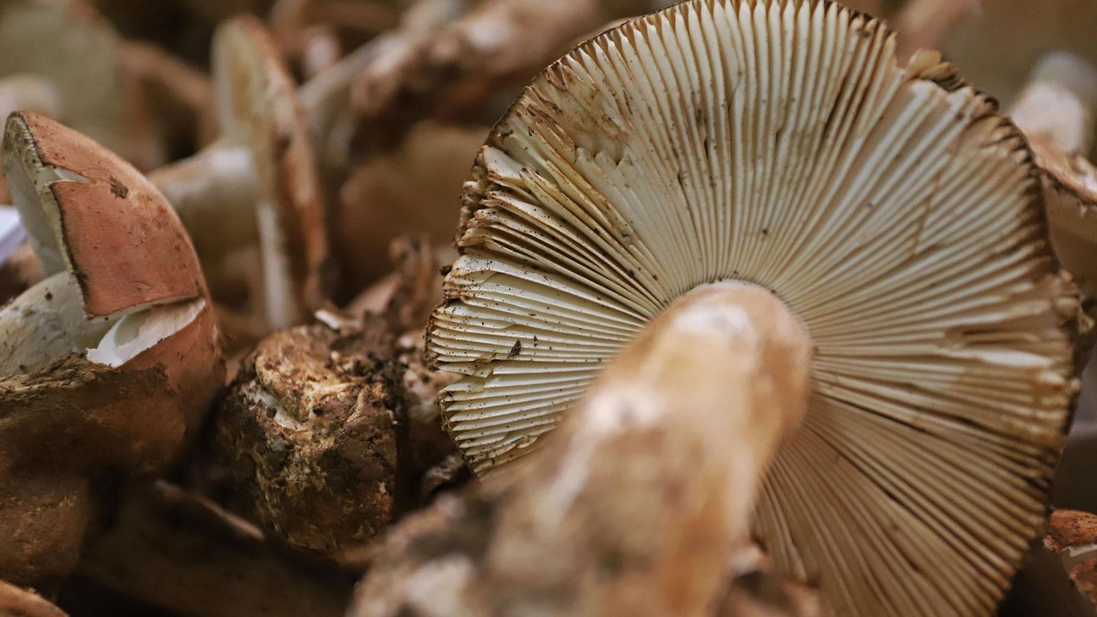 La carne del gurumelo es rosada y tiene un olor muy característico.
