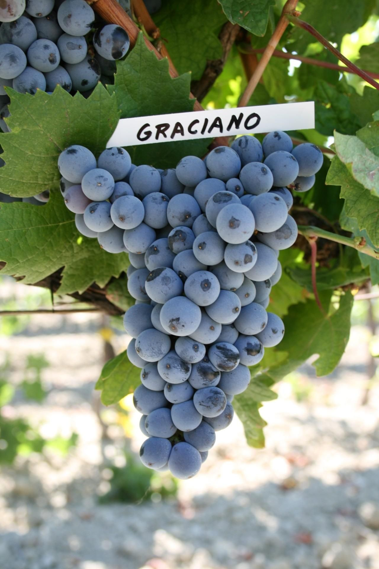 Racimo de Graciano. Racimo de Graciano.