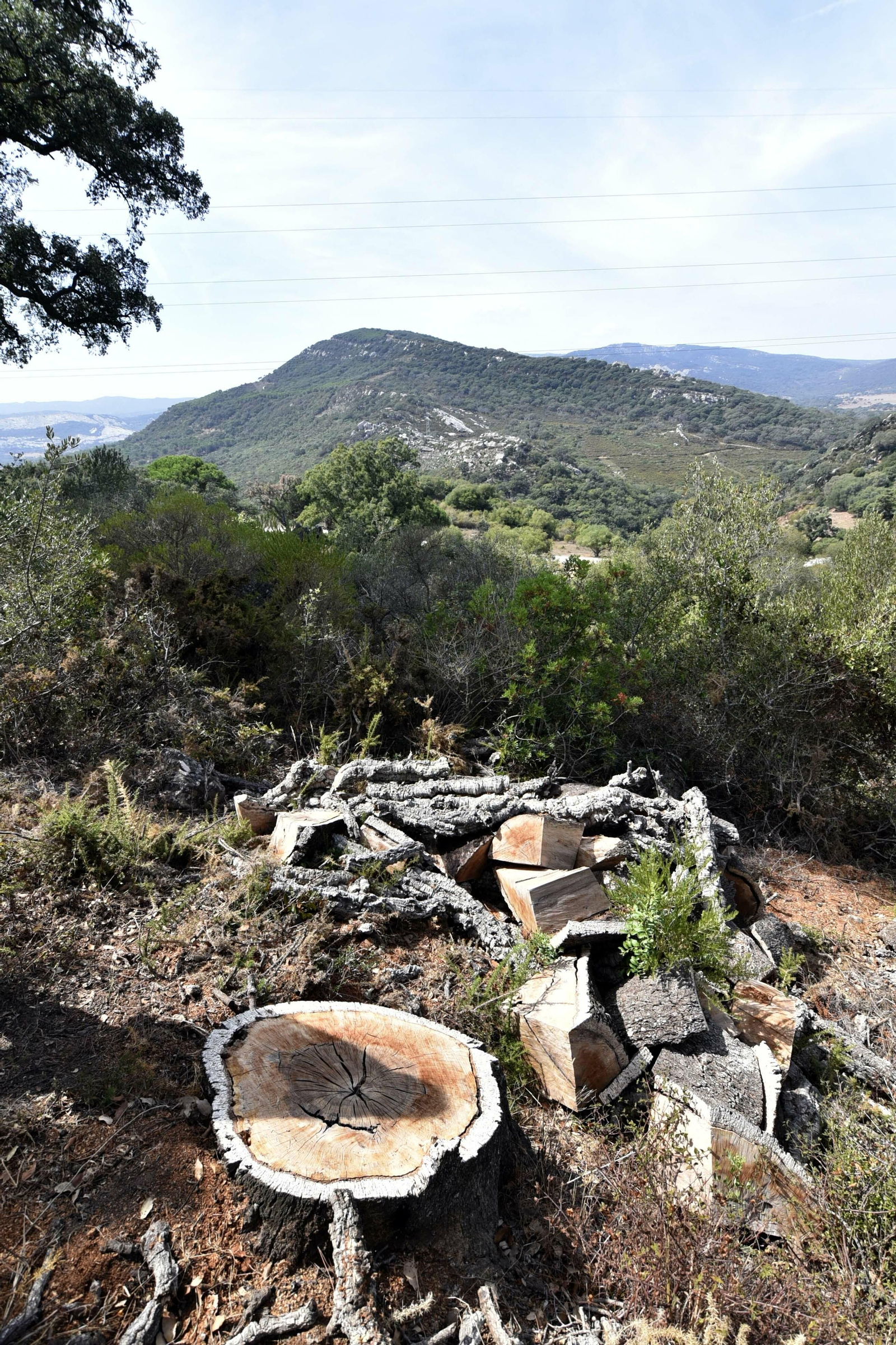 Los árboles caen víctimas de su debilitamiento, consecuencia de su vejez