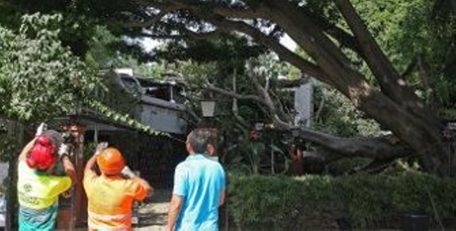 El Consistorio encarga un estudio sobre el estado del árbol desde el que cayó una rama sobre La Raza