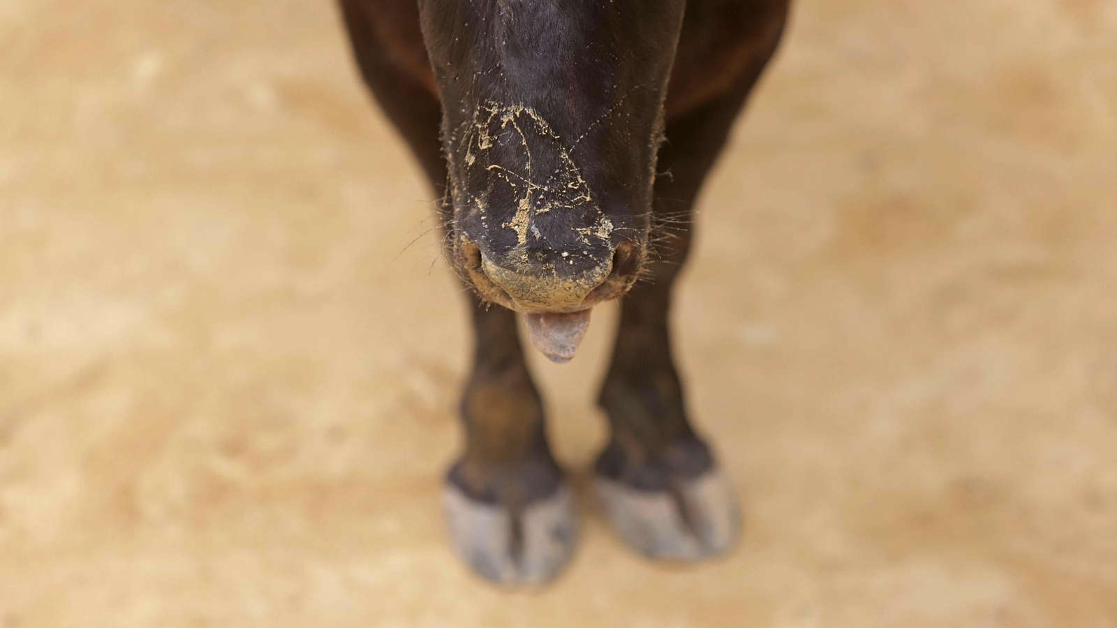 Imágenes del Toro Embolao de Los Barrios
