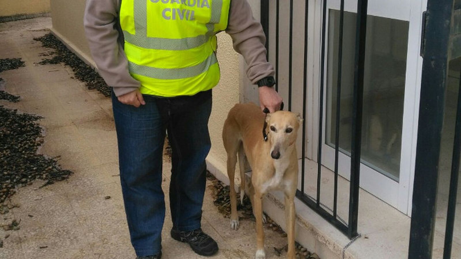 El galgo recuperado por la Guardia Civil.