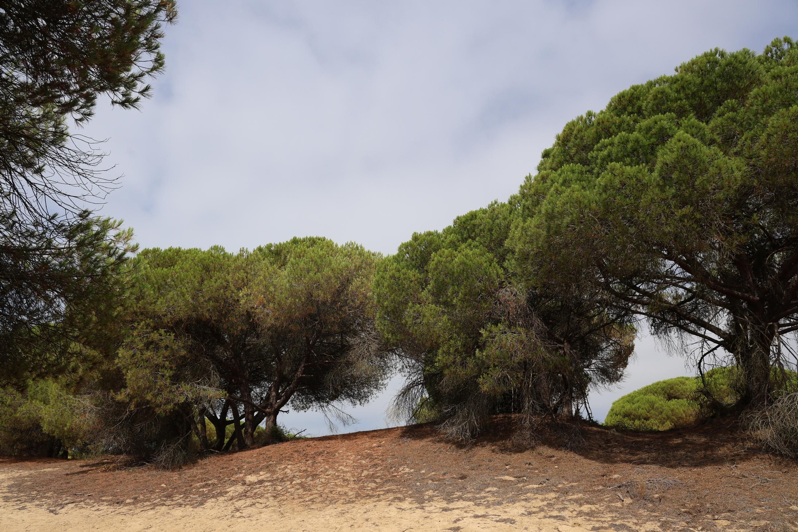 Imágenes de la diversa vegetación de las Dunas del Portil