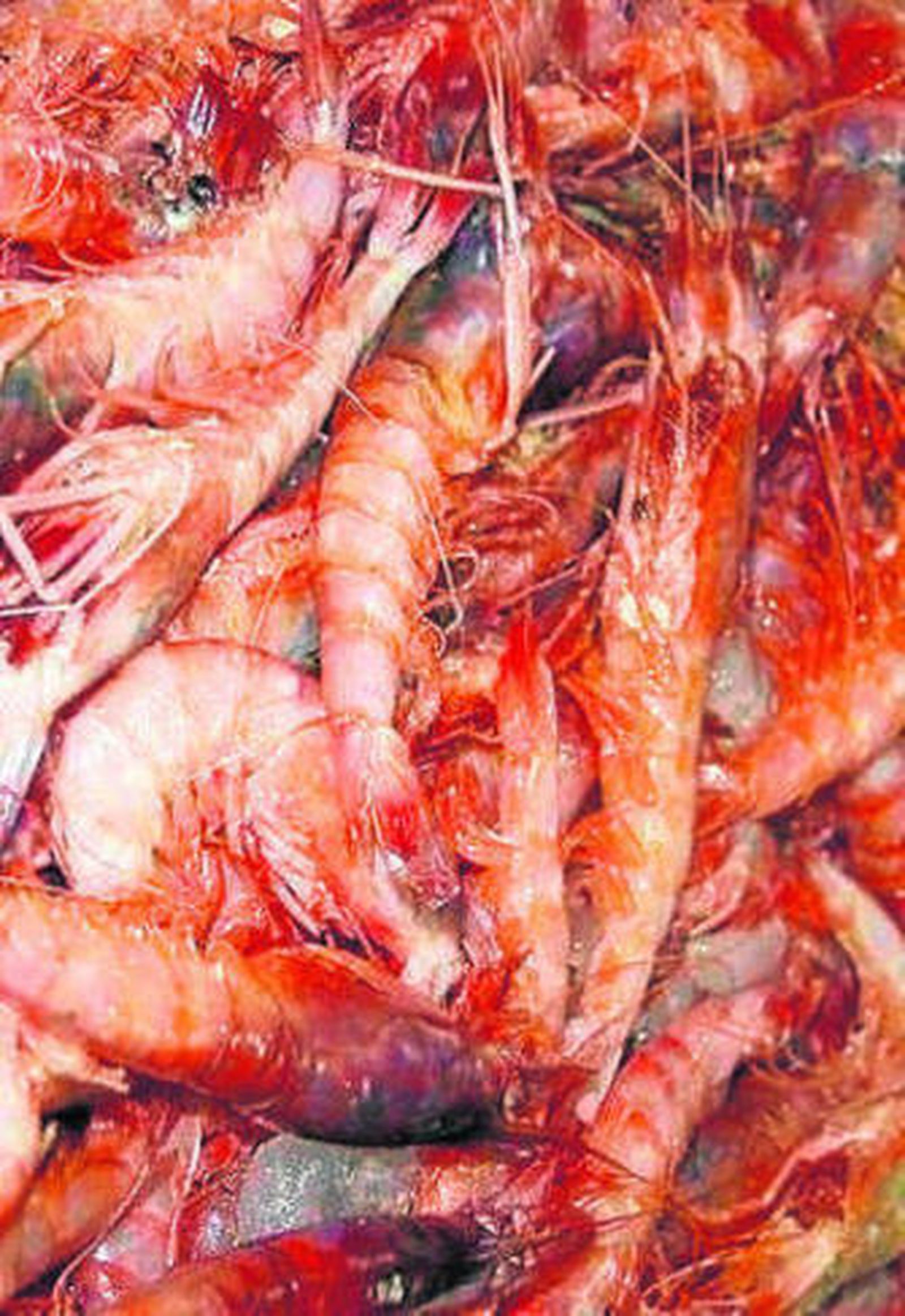 Gamba fresca en el El Parque.