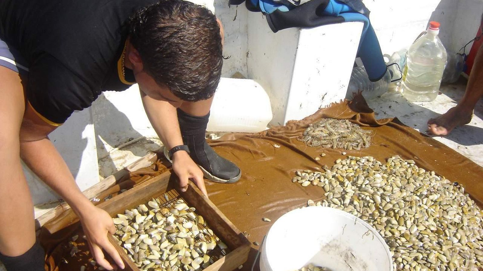 Selección de coquinas recién capturada.
