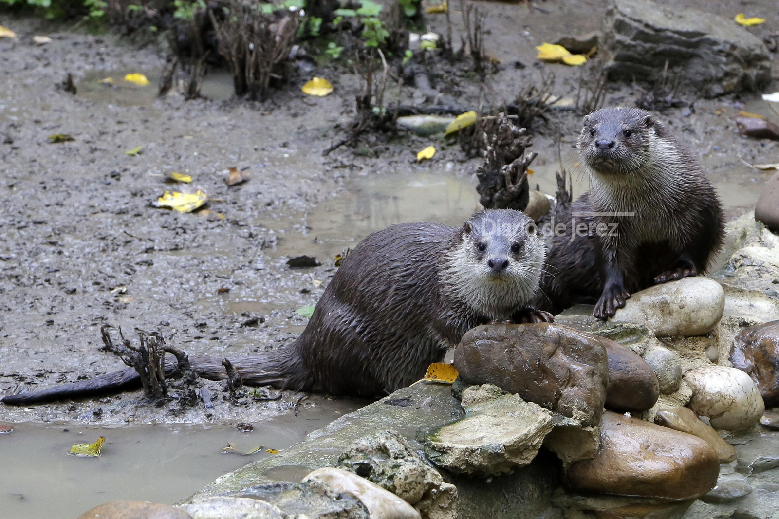 Reportaje de las Nutrias en el Zoo de Jerez