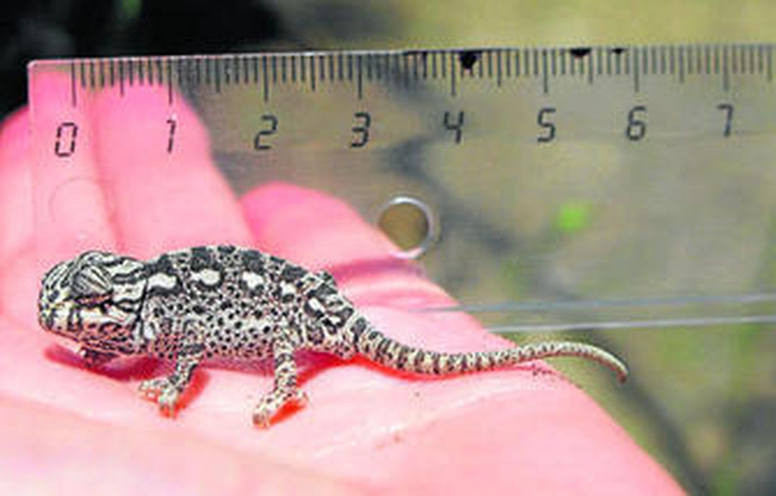 Uno de los dos camaleones recién nacidos en el Centro de Control de la Biodiversidad de Málaga.