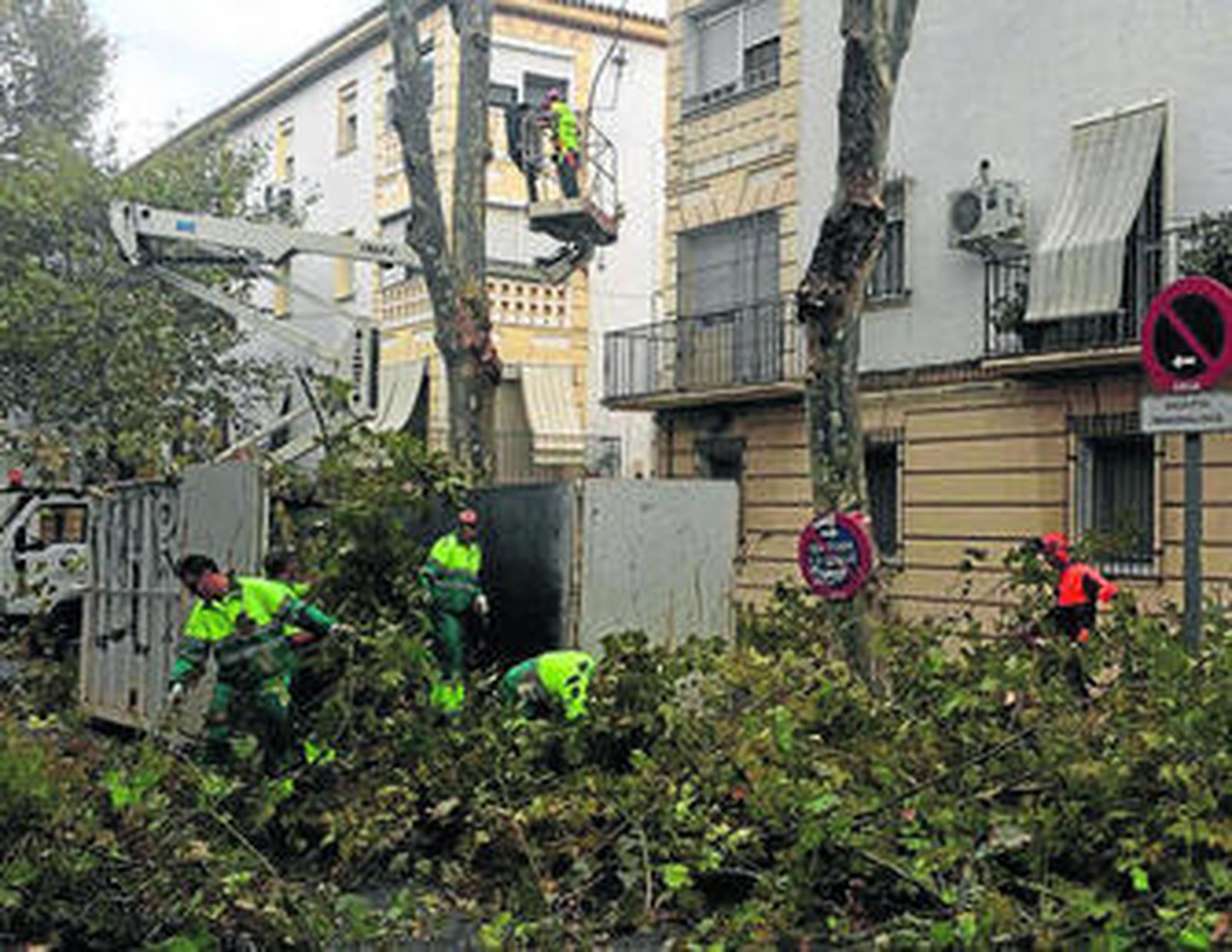 Varios operarios trabajan en el saneamiento de arboleda en la avenida Pío XII.