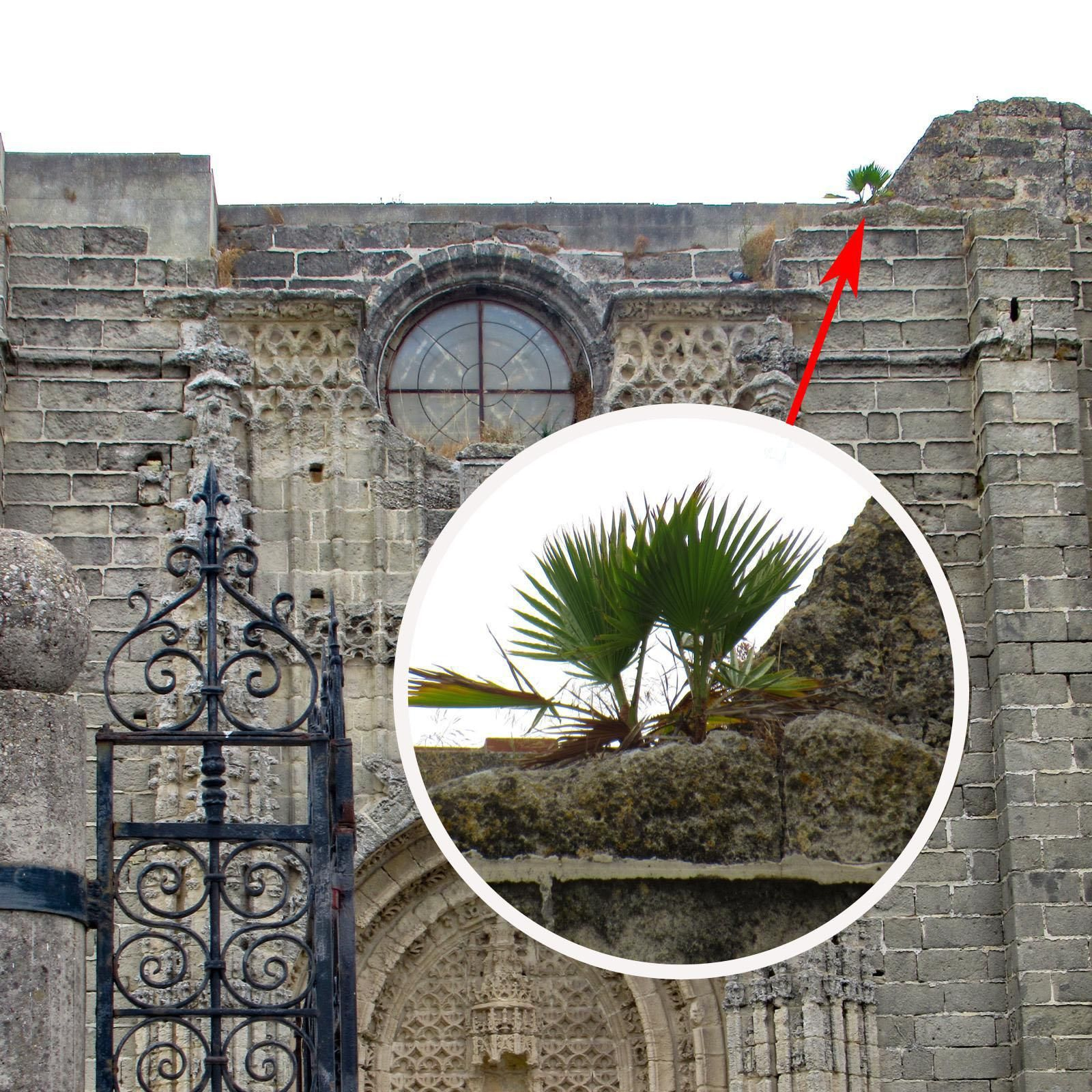Imagen ampliada de la vegetación encontrada en la entrada al monasterio de La Victoria.
