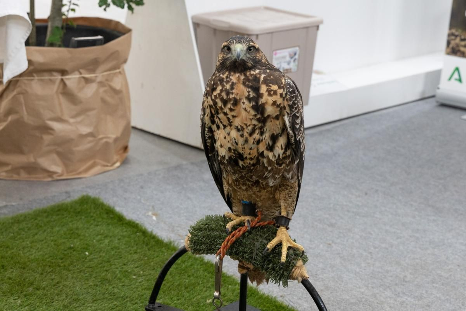 Ibercaza 2024, Jaén