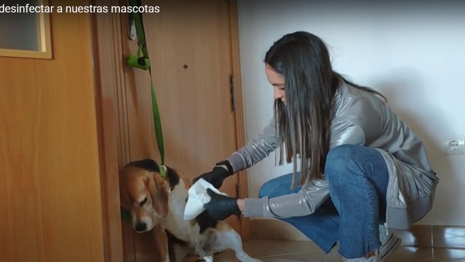 María Sierra desinfecta a Joey a su llegada del paseo.
