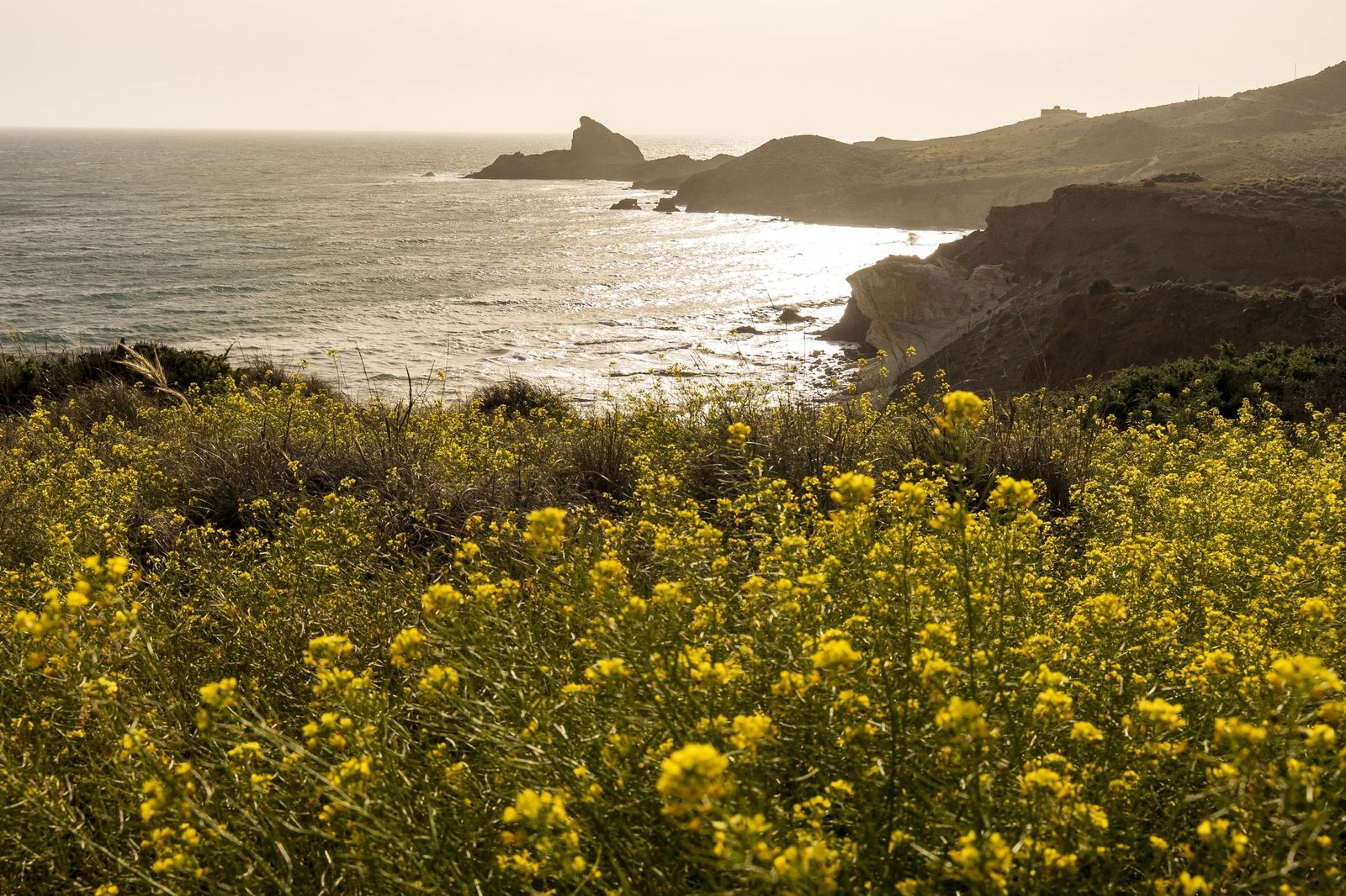 Así luce el Parque Natural Cabo de Gata para dar la bienvenida a la primavera.
