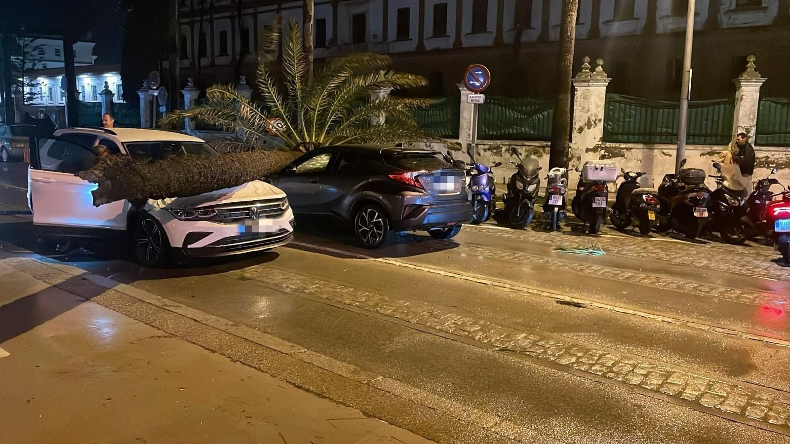 La palmera ha caído sobre dos coches que estaban circulando junto a Valcárcel.