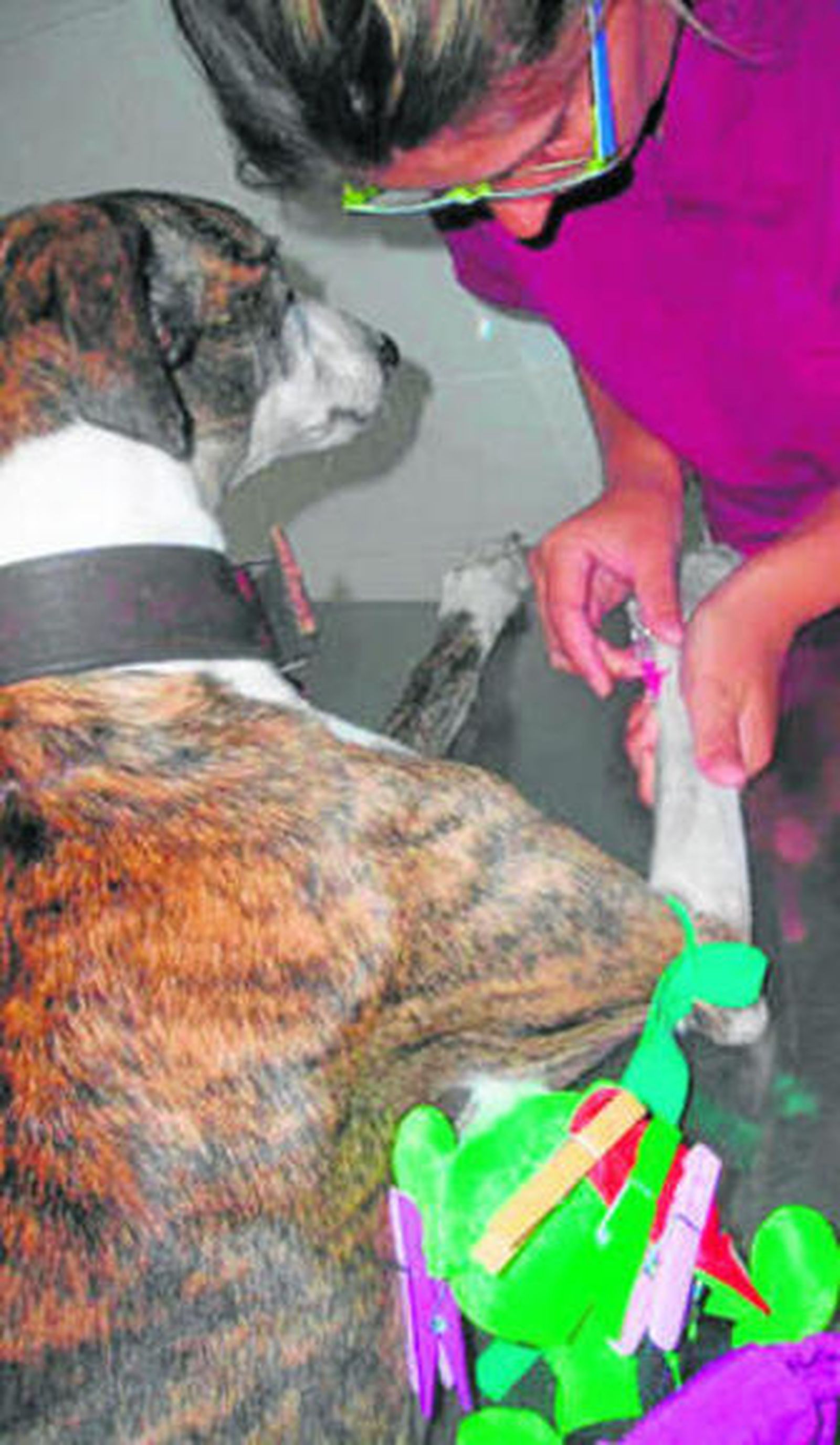 La historia de Tuwa, un galgo tiroteado, conmocionó a la asociación.