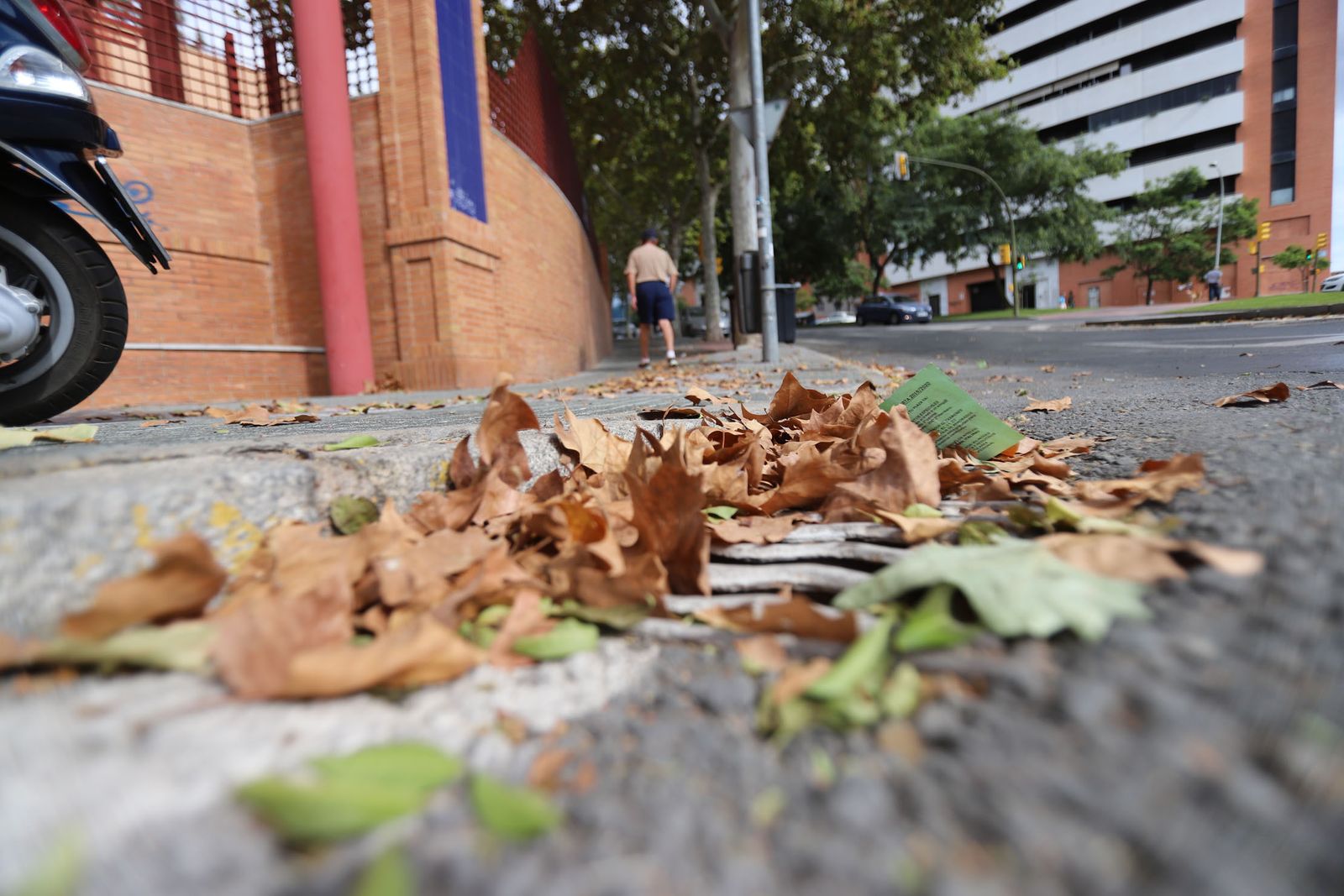 Hojarasca y papeles en la calle Fray Junípero Serra.