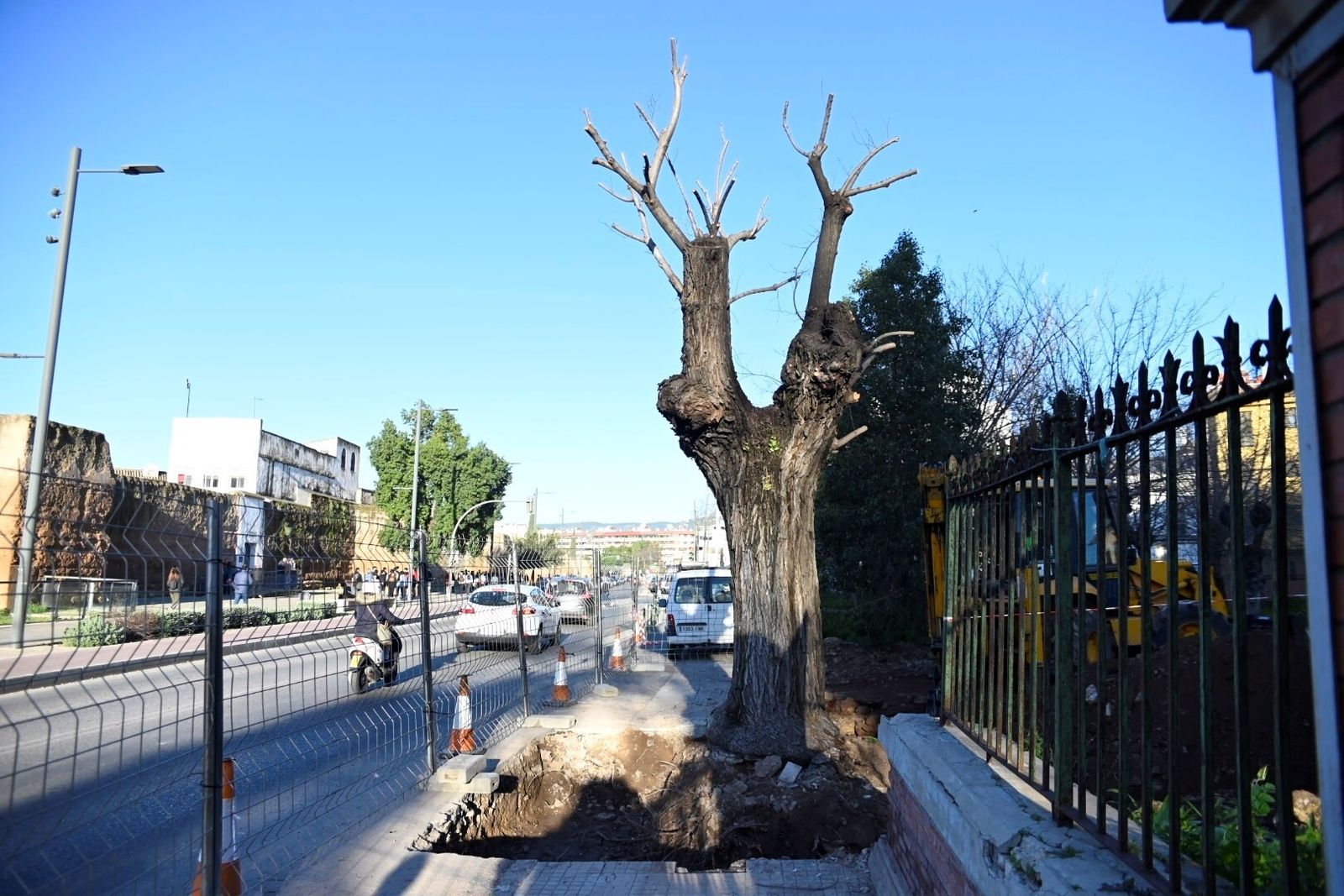 El trasplante del olmo centenario del Marrubial al parque de los Teletubbies de Córdoba, en imágenes