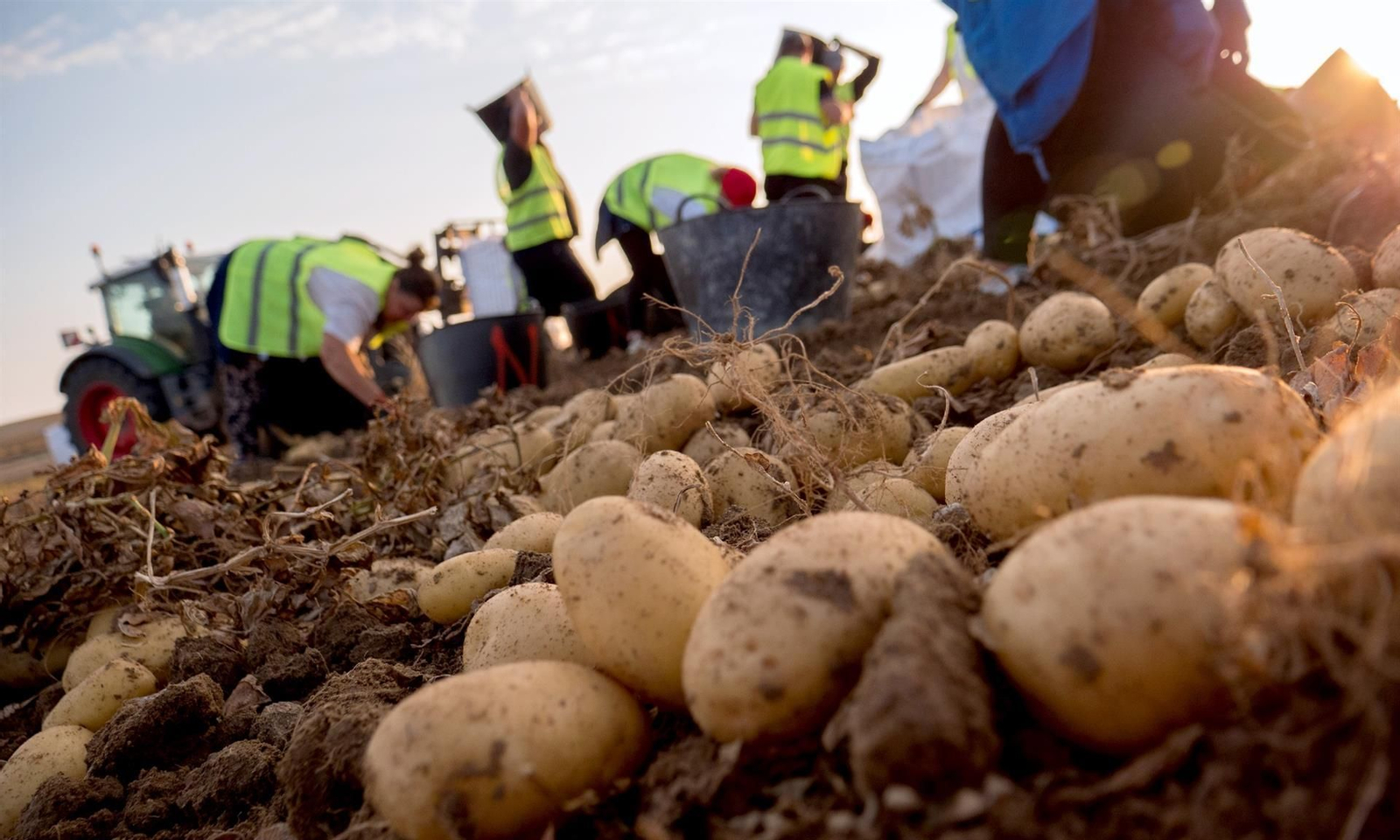 Agricultores en plena recogida de patatas.