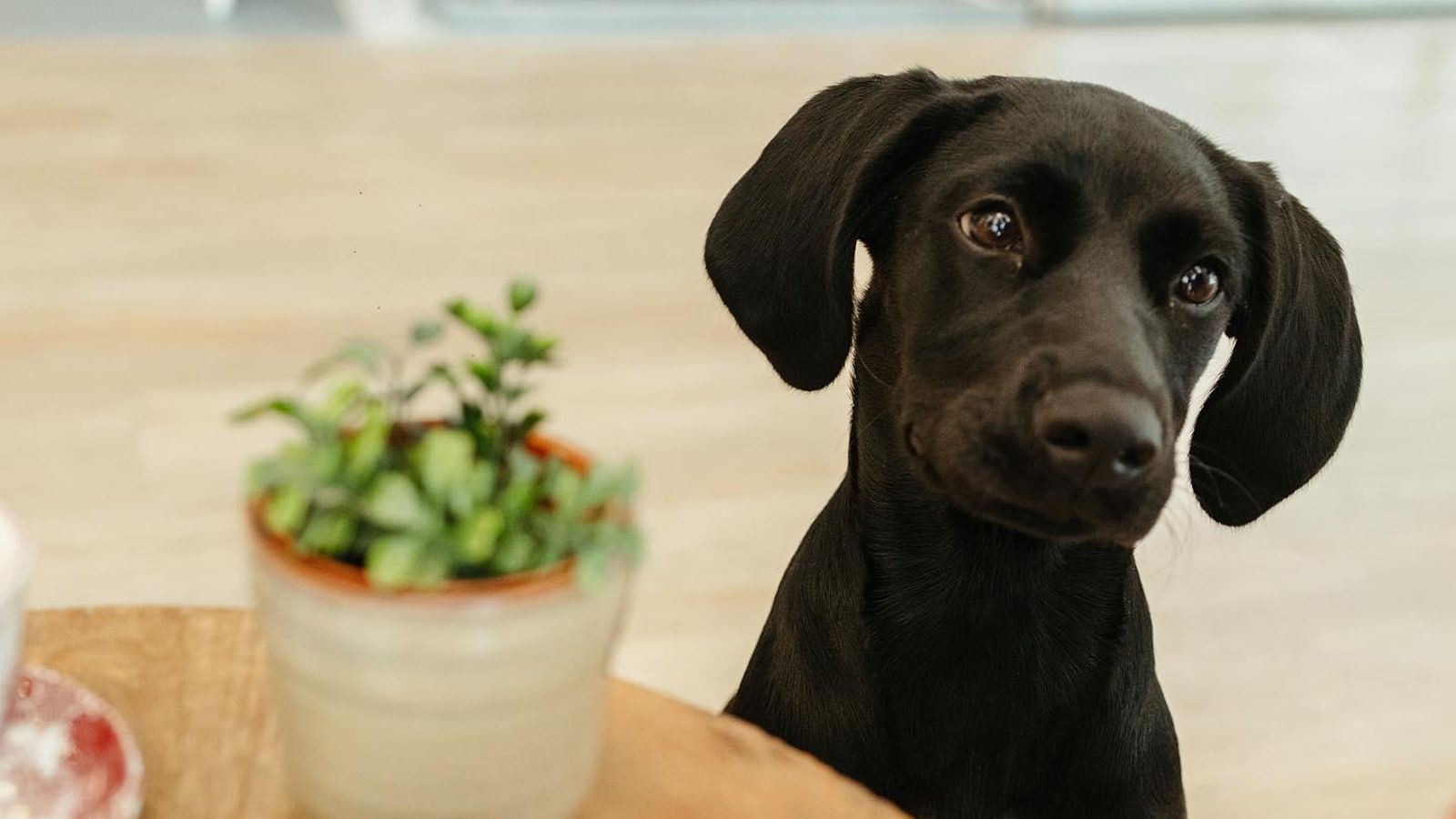 Un perro en Krombol Bakery, una cafetería pet friendly en Jerez
