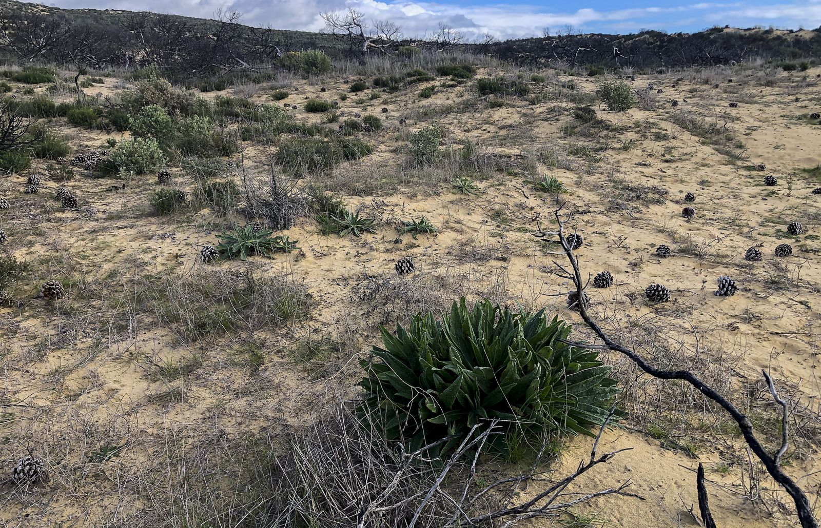 El resurgir de Doñana: tres años después del incendio