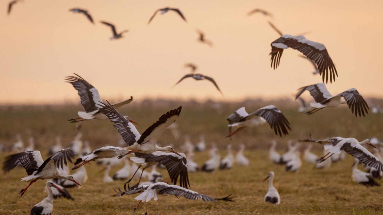 Gaviotas en los arrozales sevillanos en el arranque de la campaña. Gaviotas en los arrozales sevillanos en el arranque de la campaña.