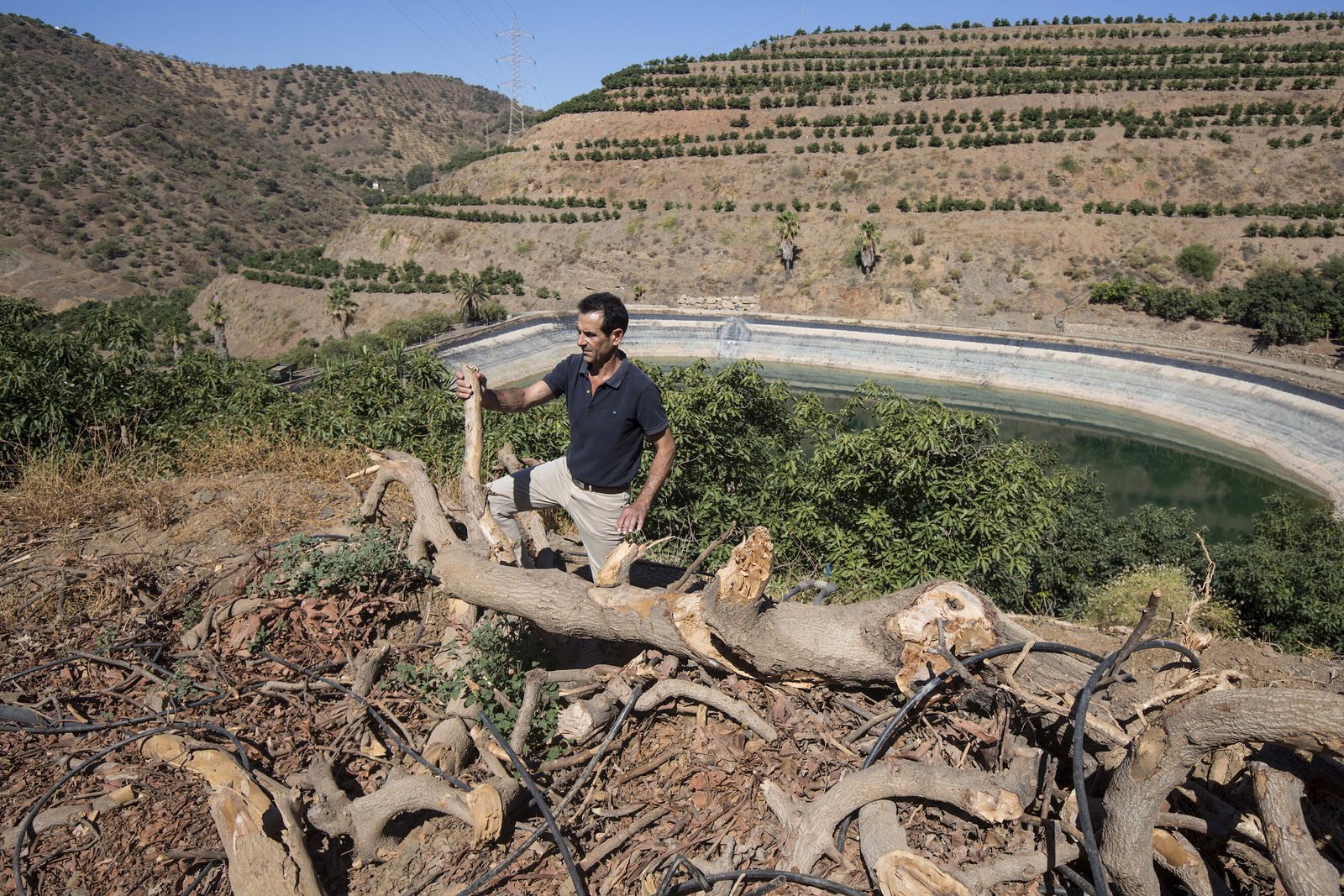 Productor de aguacates