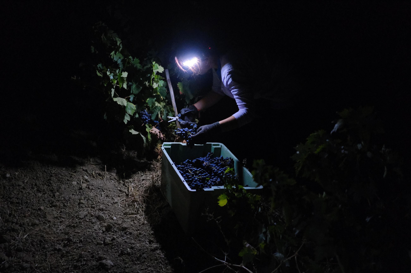 Vendimia en la Serranía de Ronda