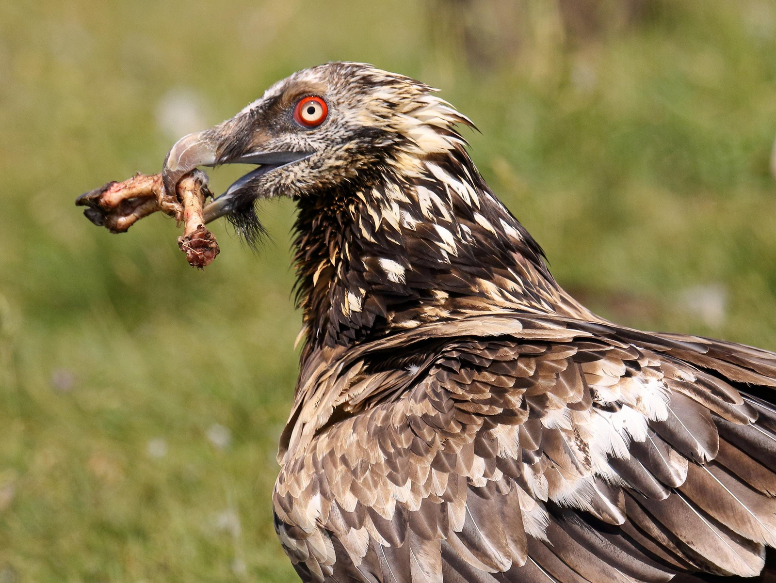 El quebrantahuesos se alimenta exclusivamente de huesos de cadáveres que encuentra a su paso.