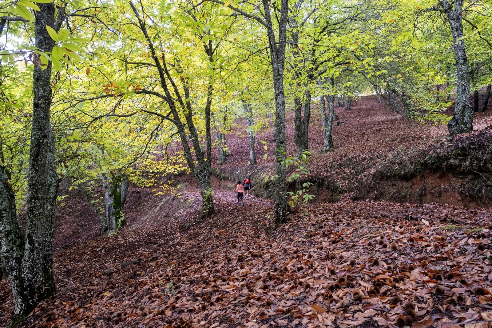 El Bosque de Cobre del Valle del Genal, en fotos