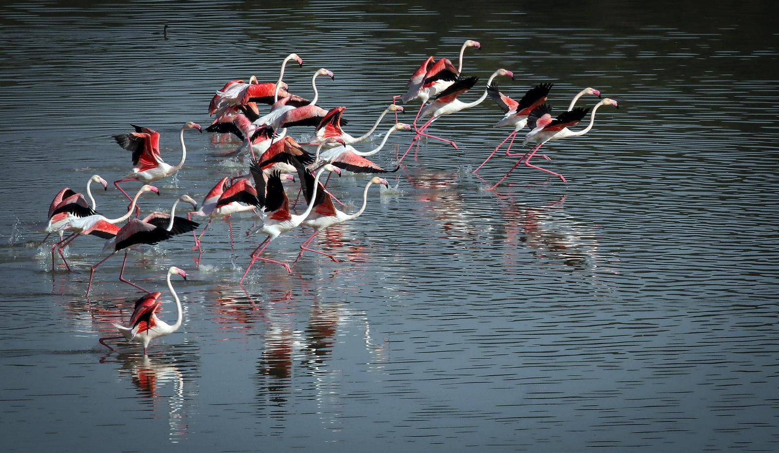 La Laguna de Medina, un paraíso para las aves