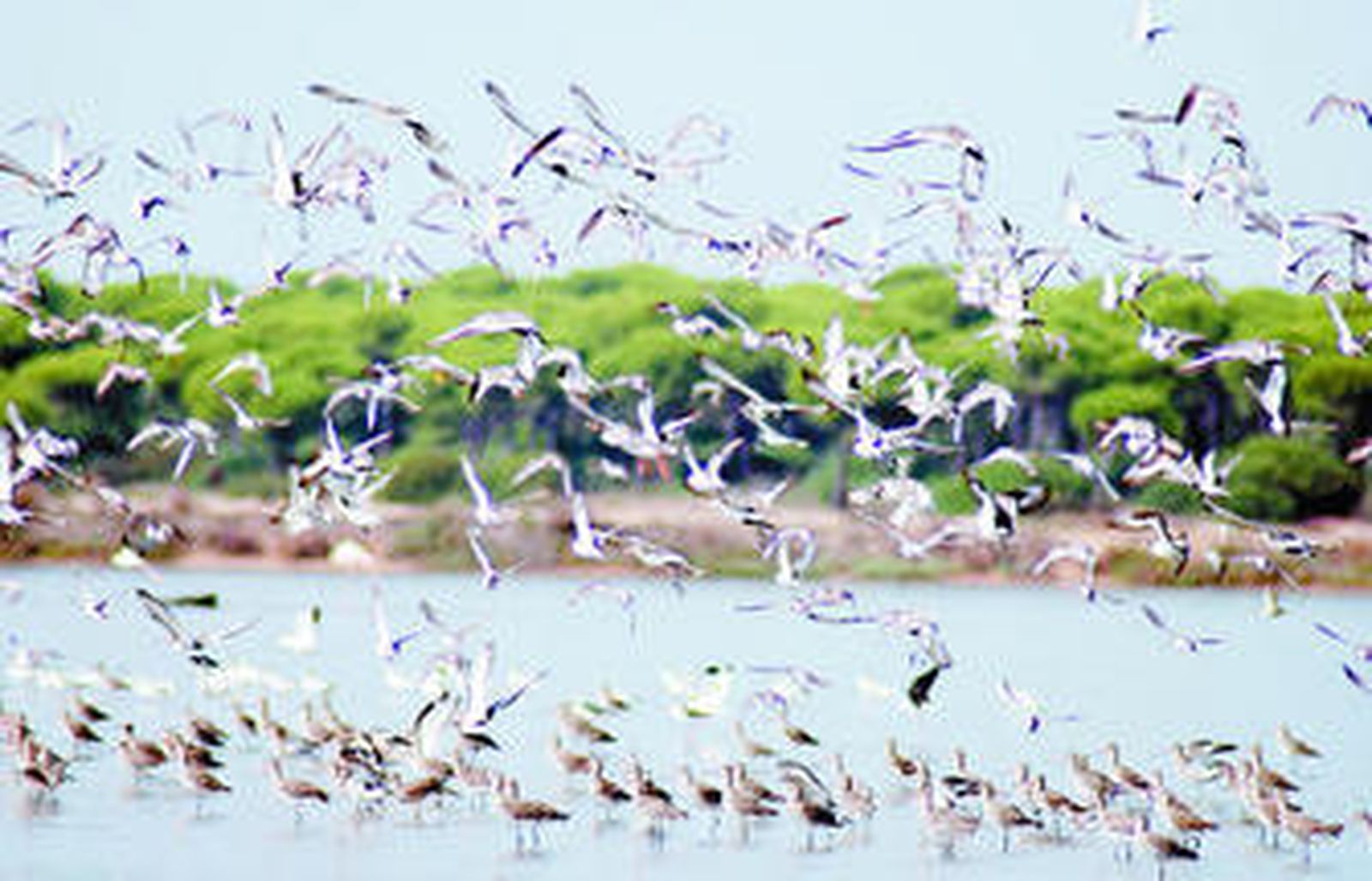 1. Estampa de un gran número de aves que vuelan por las Marismas del Odiel durante su estancia en Huelva. 2. Imagen de la red que colocan los voluntarios para capturar a las especies durante la noche. 3. Un grupo de voluntarios coloca la 'trampa' para poder anillar a las aves. 4. Una de las especies que hace parada en Huelva, Correlinos, vista muy de cerca.  3. Momento de colocación del anillo en uno de los ejemplares.