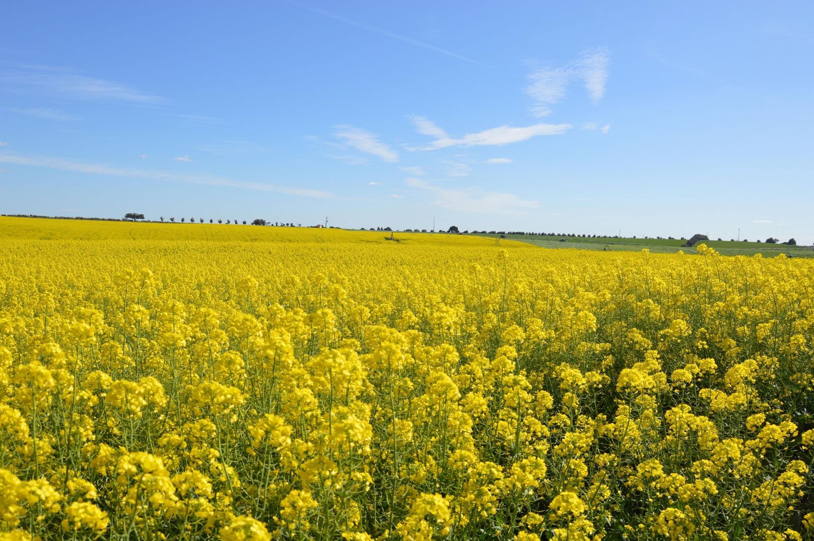 Campos sembrados de colza, el aceite más consumido en Europa.