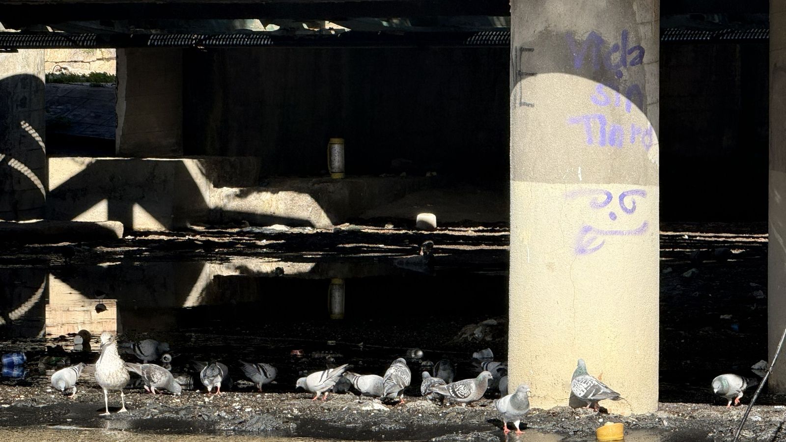 Basura y palomas junto a puente bajo de la Rambla de Almería.